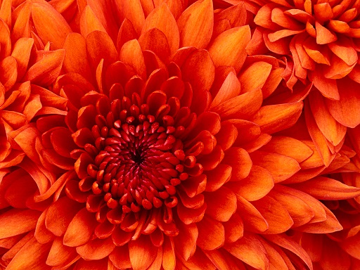 Sliders/gfg/1-Chrysanthemum.jpg